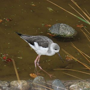 Zoo Barcelona 14.09.2009