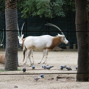 Zoo Barcelona 14.09.2009