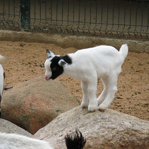 Zoo Barcelona 14.09.2009