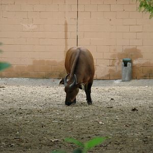Zoo Barcelona 14.09.2009