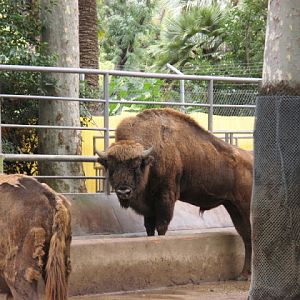 Zoo Barcelona 14.09.2009
