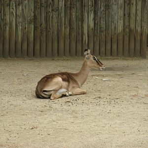 Zoo Barcelona 14.09.2009