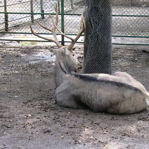 Zoo Barcelona 14.09.2009