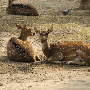 Zoo Barcelona 14.09.2009
