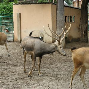 Zoo Barcelona 14.09.2009