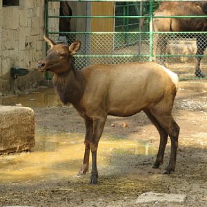 Zoo Barcelona 14.09.2009