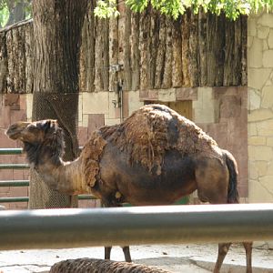 Zoo Barcelona 14.09.2009
