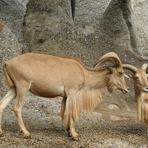 Zoo Barcelona 14.09.2009