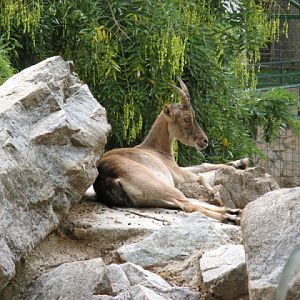 Zoo Barcelona 14.09.2009