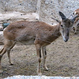Zoo Barcelona 14.09.2009