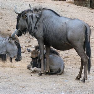 Zoo Barcelona 14.09.2009