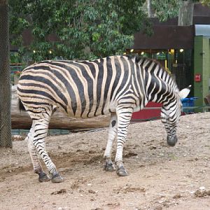 Zoo Barcelona 14.09.2009