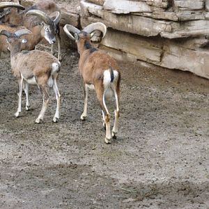 Zoo Barcelona 14.09.2009