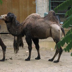 Zoo Barcelona 14.09.2009