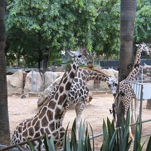 Zoo Barcelona 14.09.2009