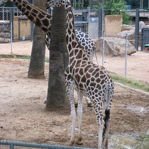 Zoo Barcelona 14.09.2009