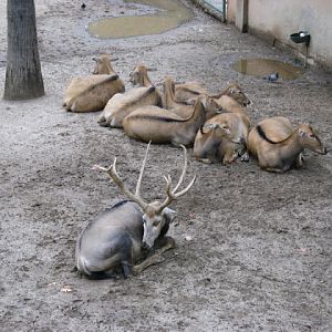 Zoo Barcelona 14.09.2009