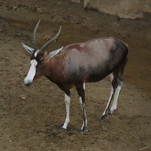 Zoo Barcelona 14.09.2009