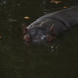 Zoo Barcelona 14.09.2009