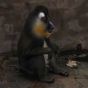 Zoo Barcelona 14.09.2009