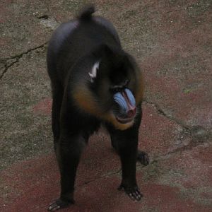 Zoo Barcelona 14.09.2009