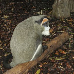 Zoo Barcelona 14.09.2009