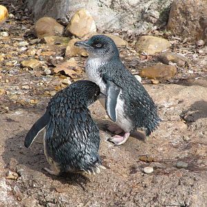 Little penguins