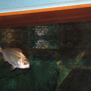 L'Aquàrium Barcelona 21.09.2009