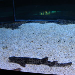 L'Aquàrium Barcelona 21.09.2009