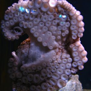 L'Aquàrium Barcelona 21.09.2009