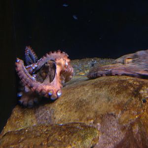 L'Aquàrium Barcelona 21.09.2009