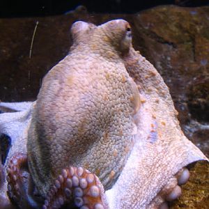 L'Aquàrium Barcelona 21.09.2009