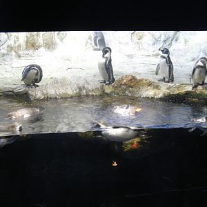 L'Aquàrium Barcelona 21.09.2009