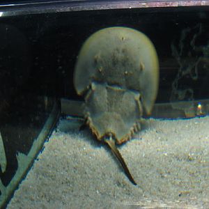 L'Aquàrium Barcelona 21.09.2009