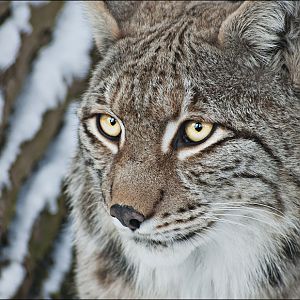 European lynx at Olderdissen