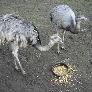 Sewerby Zoo, Greater Rhea feeding time 24th February 2013