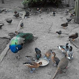 Sewerby Zoo, feeding time in the walk-through aviary 24th February 2013