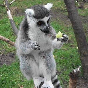 Sewerby Zoo, Ring-tailed Lemur 24th February 2013