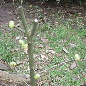 Sewerby Zoo, Grape Tree for Ring-tailed Lemurs 24th February 2013