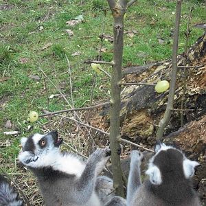 Sewerby Zoo, Ring-tailed Lemurs enjoying Grape Tree 24th February 2013