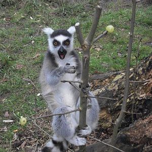 Sewerby Zoo, Ring-tailed Lemur enjoying Grape Tree 24th February 2013