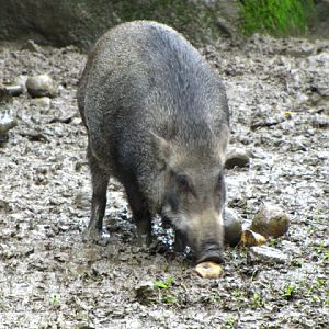 Taipei Zoo 10.01.2011
