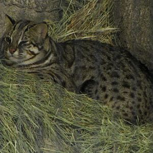 Taipei Zoo 10.01.2011