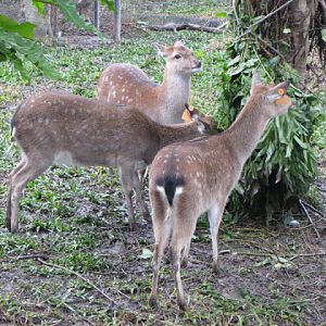 Taipei Zoo 10.01.2011