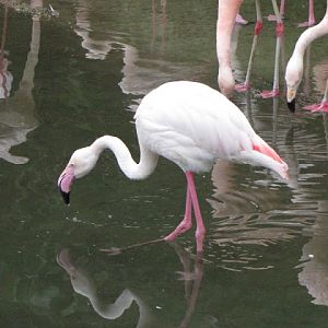 Taipei Zoo 10.01.2011