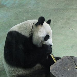 Taipei Zoo 10.01.2011