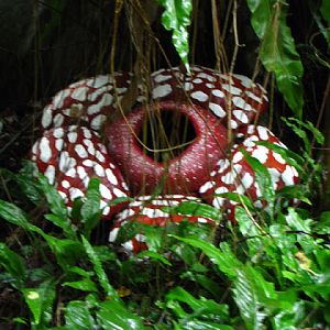 Taipei Zoo 10.01.2011