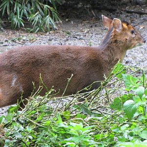Taipei Zoo 10.01.2011