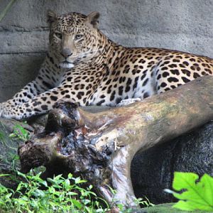 Taipei Zoo 10.01.2011