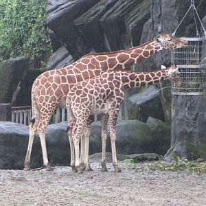 Taipei Zoo 10.01.2011